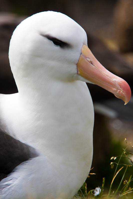 Black-Browed Albatross